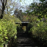 『明月院とウサギ共和国　鎌倉をまじめに観光する　北鎌倉編』の画像