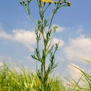 野の花・大分県の絶滅危惧種
