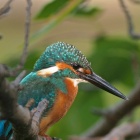 『BORG72FLによる高解像度カワセミ②　2020/09/27』の画像