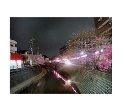 横浜大岡川帰宅「夜桜ン」２０２６。