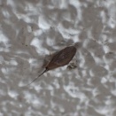 トウヨウカクツツトビケラを御殿場市で確認