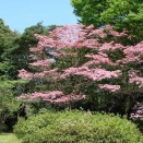 現代住宅植栽考・改訂版　第34回