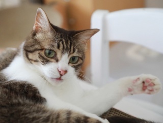 たまに涼みに来る猫。