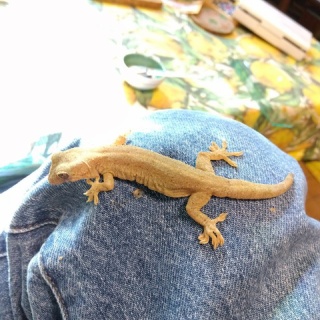 やもりんいもりん