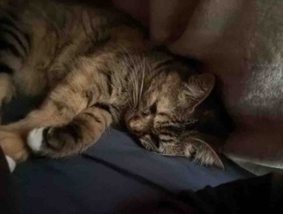 愛娘猫の感覚　20260329