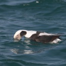 コオリガモ雄　Long-tailed Duck