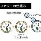 VDとケトン食6（4つの効果）