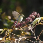 LuckyBookの野鳥不定期日記３＜備忘録＞