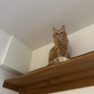 マレーシア生まれの猫は日本の冬に対応できるのか？