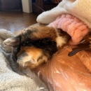 美風ちゃん急変