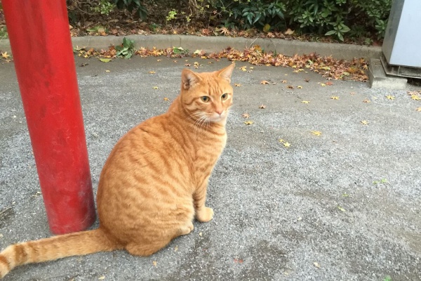 ねこかます - 流れキジトラ