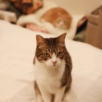 意外なところにはまる猫。