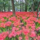 【曼殊沙華を見に行ってきました】－彼岸花と同じ花だって知っていますか？短い期間の幻想的な景色－