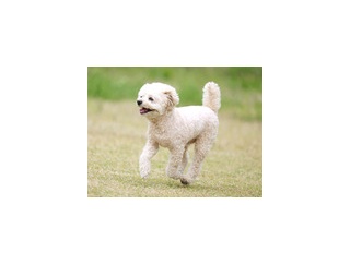 4-22-5b　早川　クウくん　南あわじドッグラン飛行犬撮影所にて