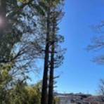 本当の自分の芽を育てる