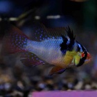 『11月21日(金)熱帯魚入荷情報②🐟』の画像