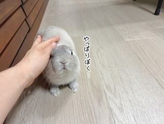うさぎのルリ(7/13追記)