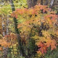 【紅葉】彩りに包まれる季節♪あっちキョロキョロ、こっちキョロキョロ♪