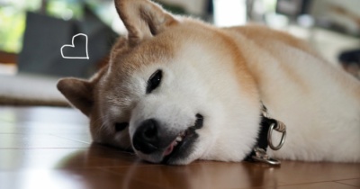 溶ける犬猫