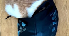 エコバッグが大好きな猫とロピアのちらし寿司