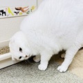 Megさんのお当番日記『ファイナルボス登場』。
