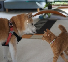 犬猫妄想会話