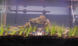 【画像】1ヶ月後にはこの水槽が草原みたくなるはずなんだ