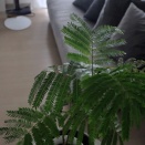 【エバーフレッシュと暮らす毎日】冬越ししてゆっくり育っています