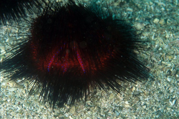 海洋生物図鑑 仮 ウニ綱ガンガゼ目