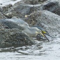 2026年6月18日の野鳥公園