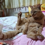ペットの健康