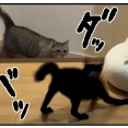 猫の名はポル㉓