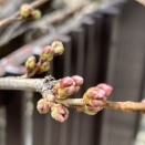 桜は咲かず、花山椒の芽が出る♪