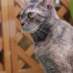 猫カフェ ねこまんまBlog
