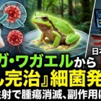 【ノーベル確定級】日本の研究チーム、がんを死滅させる細菌をアマガエルから発見「注射１回で完治」