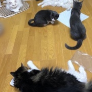 抱っこをしてほしくて順番待ちをする猫