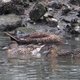 2025年9月20日の野鳥公園