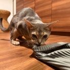 脱ぎたてのズボンを狙われ、変態になる飼い主…