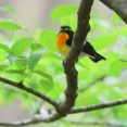 鳥見散歩・時どき（２６７）