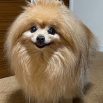 毛玉きょうだい