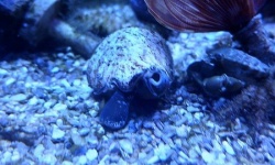 【画像】うちの水槽の貝さん、ガチで気持ち悪い