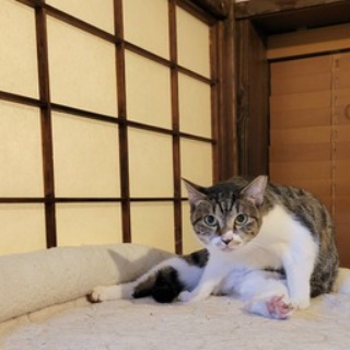 みにみゅう　猫の飼い主さん募集中　