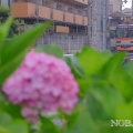 きららと紫陽花