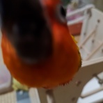 コではじまるインコ