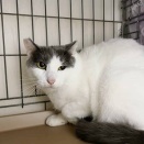 里親さんを待ってる猫たち(12/3)