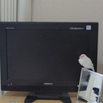 白文鳥のぴーちゃんの記録