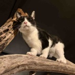 海の近くに猫と住んでる