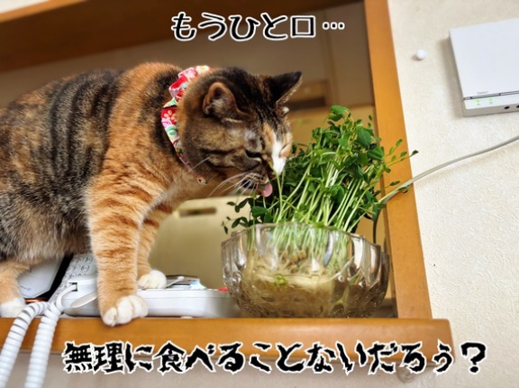 凛さんのやけ草。