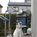 やさしいねこ ９