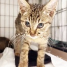 里親さんを待ってる猫たち(12/8)